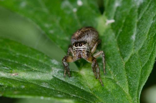 Evarcha arcuata